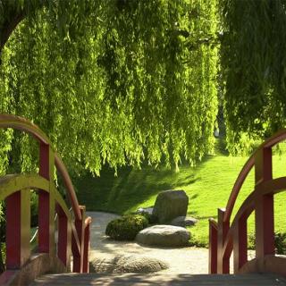 Décor pour votre tournage : le jardin japonais, pont et saule